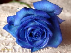 Különleges, kék színű rózsa